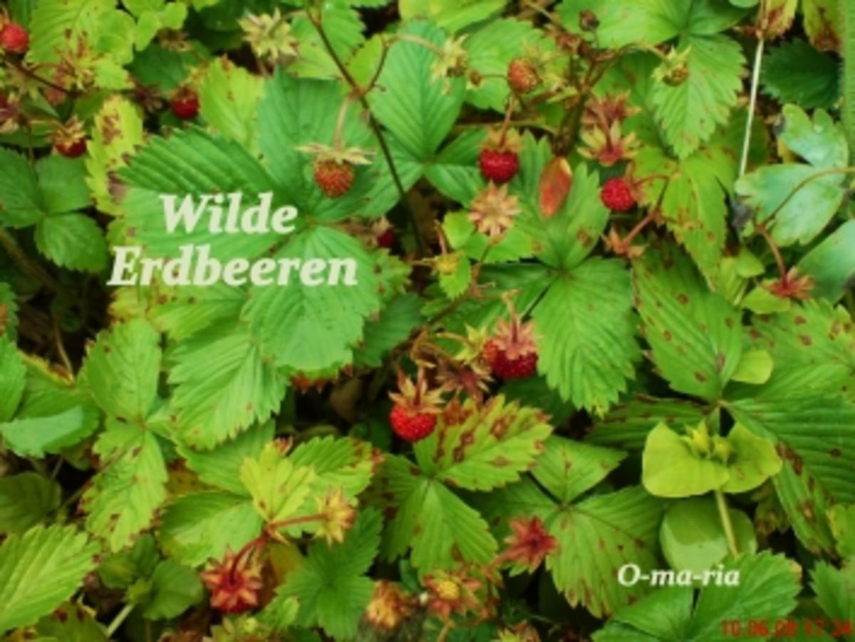 Sonstiges  Wilde Erdbeeren - Rezept - Bild Nr. 2