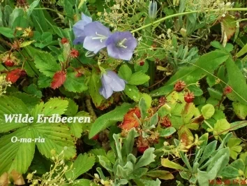 Sonstiges  Wilde Erdbeeren - Rezept - Bild Nr. 4