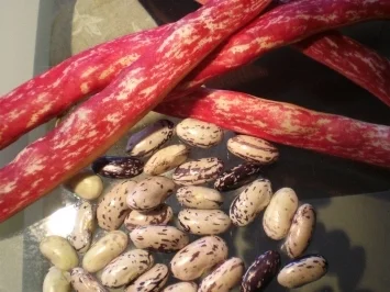 Bunte Bohnen mit Lamm - Rezept - Bild Nr. 2