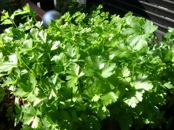 Parmesanschnitzl mit Petersilienkartoffel - Rezept - Bild Nr. 3