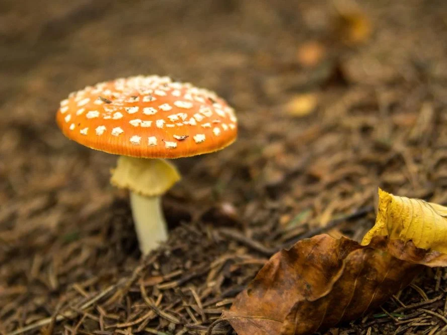 Nostalgisches Kaltes Buffet, 60.er Jahre: Fliegenpilze - Rezept - Bild Nr. 2013