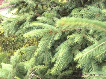 Tannennadellikör - Rezept - Bild Nr. 3