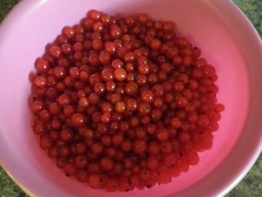 Johannisbeerlikör - Rezept - Bild Nr. 6