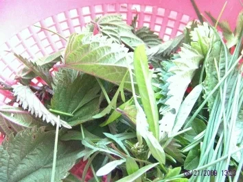 Rezept: Brennesselsuppe mit Spargelreste Bild Nr. 3 Brennesselsuppe mit Spargelreste - Rezept - Bild Nr. 3