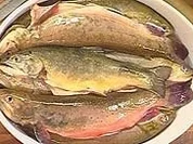 Eingelegte Saiblinge mit Zwiebel und Ingwer - Rezept
