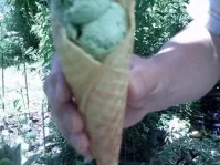 Rezept: Pfefferminzeis Pfefferminzeis - Rezept