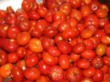 Hagebuttenmarmelade - Rezept - Bild Nr. 3