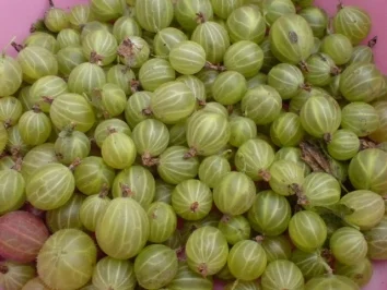 Stachelbeer-Schnee-Torte - Rezept - Bild Nr. 4