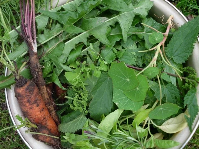 Kräuterpaste - Rezept - Bild Nr. 5