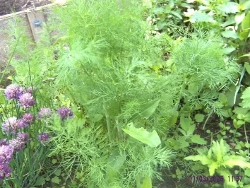 Kräuterpaste - Rezept - Bild Nr. 2