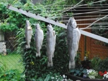 Fisch ~ Geräucherte Forellen - Rezept - Bild Nr. 2