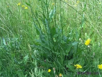 Rezept: Gefüllte Eier mit Sauerampfer und Gartenkräuter Bild Nr. 2 Gefüllte Eier mit Sauerampfer und Gartenkräuter - Rezept - Bild Nr. 2