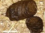 Dattel-Brownies - Rezept