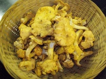 Pfifferling-Quiche - Rezept - Bild Nr. 2