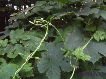 Hopfensprossen - Rezept - Bild Nr. 2