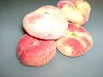 Rezept: Weinbergpfirsich-Likör Weinbergpfirsich-Likör - Rezept