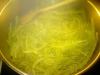 Tannwipfelhonig - Rezept - Bild Nr. 2