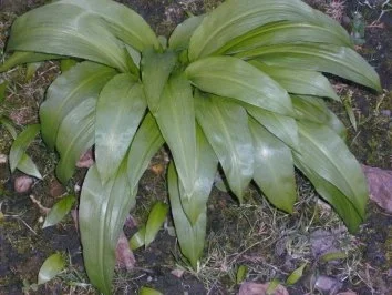 Bärlauch-Suppe - Rezept