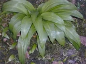 Bärlauch-Suppe - Rezept