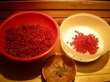 Rezept: Säfte : Ribisel / Johannisbeer Sirup Bild Nr. 2 Säfte : Ribisel / Johannisbeer Sirup - Rezept - Bild Nr. 2