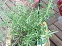 Kathy´s Knobihähnchen - Rezept