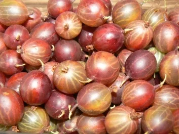 Beerenmuffins mit Baiserhäubchen a la Kräuterhexe - Rezept - Bild Nr. 3