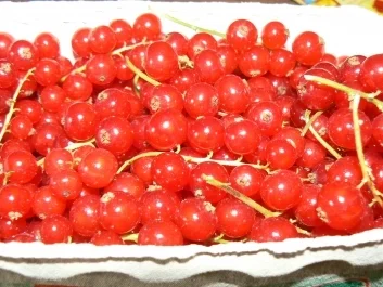 Beerenmuffins mit Baiserhäubchen a la Kräuterhexe - Rezept - Bild Nr. 4