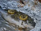 Gekräuterte Dorade vom Grill - Rezept