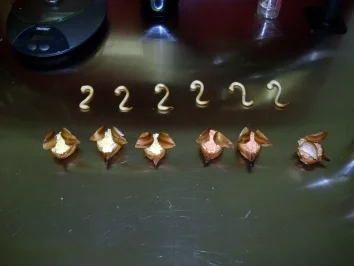 amuse-gueule  Käseschwäne und Parmesanstangen - Rezept - Bild Nr. 4