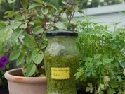 Sauerampferpesto auf Crostini - Rezept