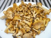 Rigatoni mit selbst gesuchten Pfifferlingen - Rezept