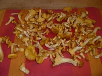 Rigatoni mit selbst gesuchten Pfifferlingen - Rezept - Bild Nr. 2