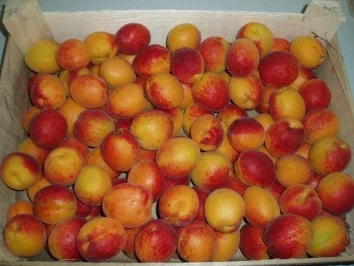 Marillenmarmelade mit Amaretto - Rezept - Bild Nr. 2