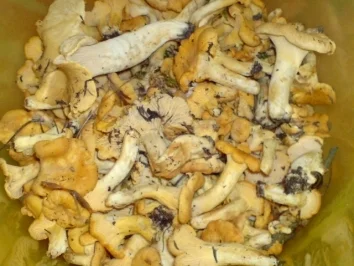 Pfifferlinge mit Rührei - Rezept - Bild Nr. 3