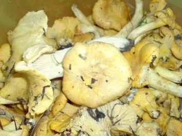 Pfifferlinge mit Rührei - Rezept - Bild Nr. 4