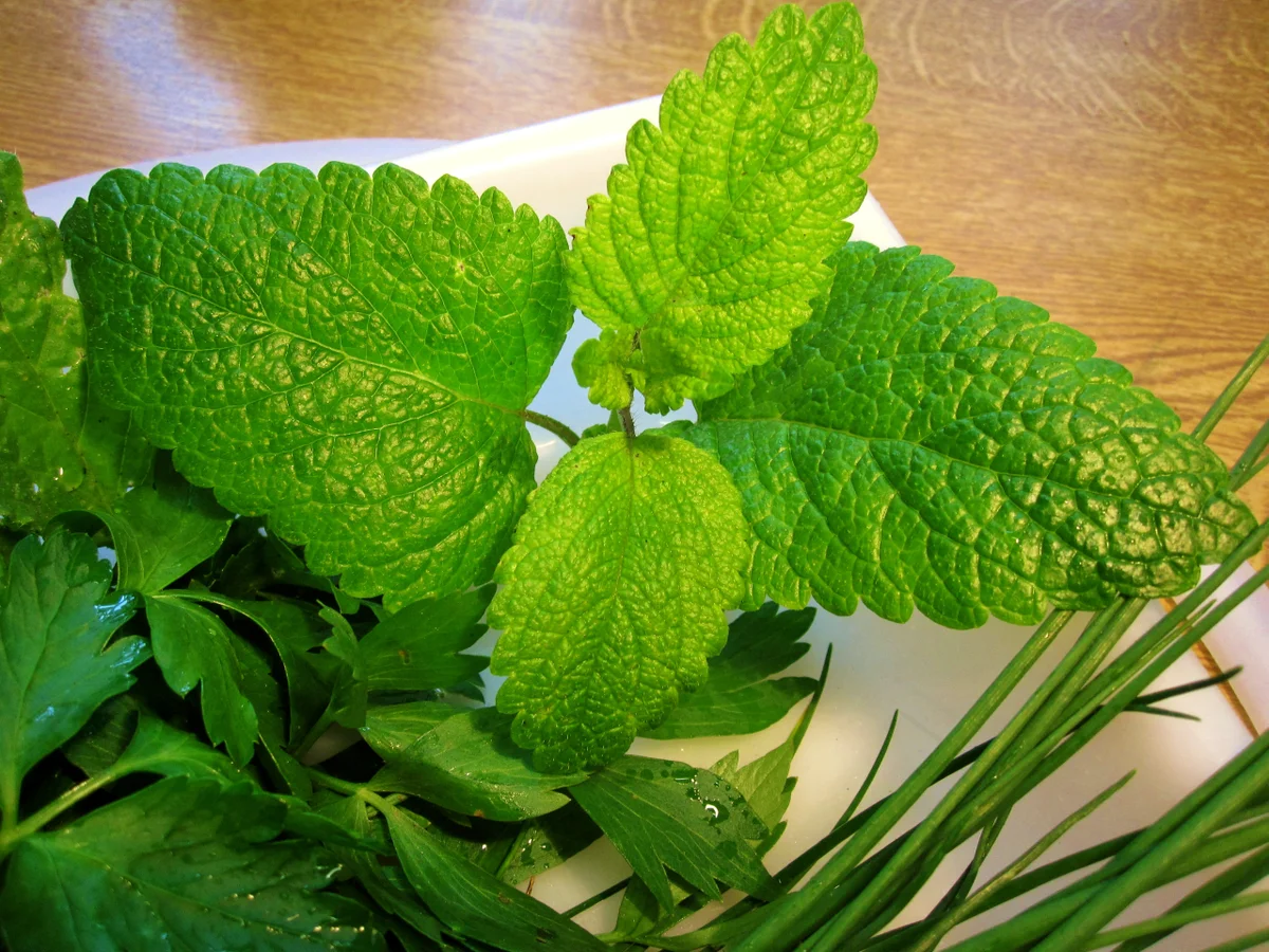 Zitronenbutter - Rezept - Bild Nr. 4349