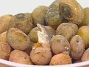 Rezept: Papas arrugadas Papas arrugadas - Rezept