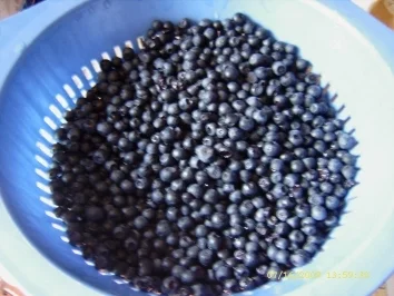 Absolut leckerer Blaubeerkuchen - Rezept - Bild Nr. 26