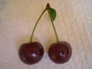 Refosko - Kirsch - Törtchen - Rezept - Bild Nr. 4