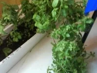 Brotaufstrich: Kräuterbutter - Rezept - Bild Nr. 3