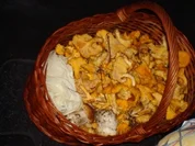 Rezept: Eierschwammerlgulasch Eierschwammerlgulasch - Rezept