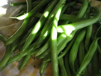 Rezept: Buschbohnen umwickelt Bild Nr. 3 Buschbohnen umwickelt - Rezept - Bild Nr. 3