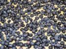 Heidelbeerkuchen  mit Streusel - Rezept