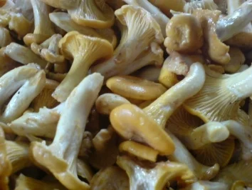 Überbackene Pilze - Pfifferlinge - Rezept - Bild Nr. 4