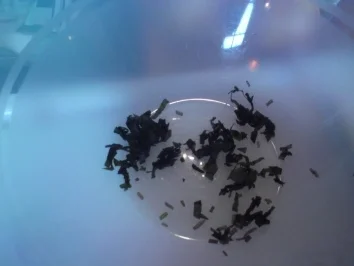 Grillgemüse Päckchen - Rezept - Bild Nr. 3