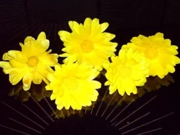 Sonstiges  Das 200ste Rezept ! Kostbar ! Ringelblumen-Safran - Rezept