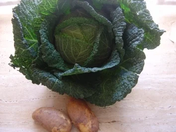 Wirsingrouladen - Rezept - Bild Nr. 2