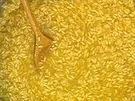 Risotto alla Milanese - Rezept - Bild Nr. 9