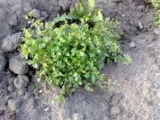 Rezept: Vogelmiere-Salat Vogelmiere-Salat - Rezept