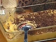 Rezept: Winzerdessert Winzerdessert - Rezept